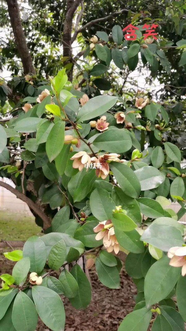 含笑一年开几次花