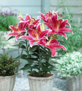 百合盆栽一年开几次花 百合盆栽一年能开花几次？