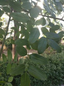 槐树的叶子像什么形状 槐树叶子的形状比作什么
