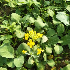 油菜花叶子的形状像什么 油菜花的叶子像什么形状