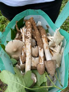 鸡枞菌的生长环境 鸡枞菌生长在什么地方