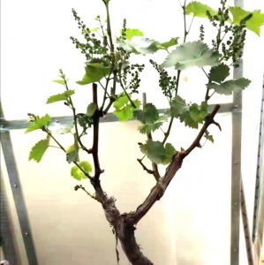 盆栽葡萄怎么过冬天 盆栽葡萄如何安全越冬