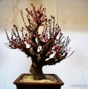 梅花多少钱一盆 梅花的盆栽价格是多少？