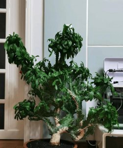麒麟掌多少钱一盆 麒麟掌的价格是多少？