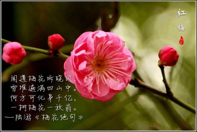 梅花品种推荐 梅花哪个品种好
