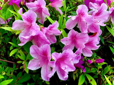 杜鹃花哪种最优？ 杜鹃花哪个品种好