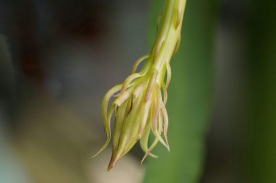昙花花苞的形态 昙花花骨朵的样子