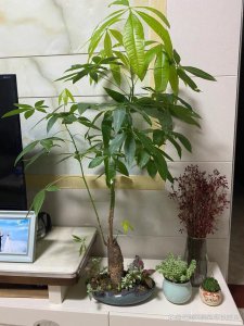 招财树怎么过冬天 冬季如何养护招财树
