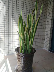 虎尾兰哪个品种好 最佳虎尾兰品种推荐