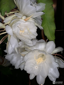 昙花多少钱一盆 昙花的价格是多少？