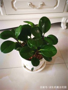 豆瓣绿怎么过冬天 如何让豆瓣绿安全过冬
