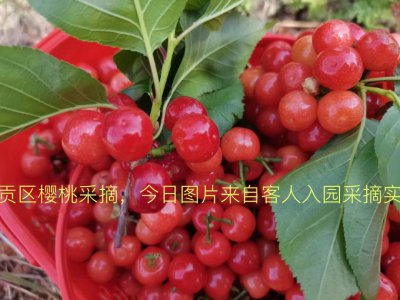 昆明樱桃什么时候成熟 昆明樱桃的成熟季节是何时？