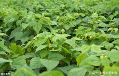 绿豆的成熟时间 绿豆什么时候成熟