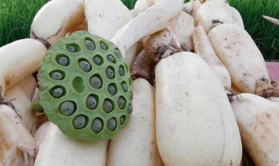 莲藕什么时候成熟 莲藕的成熟时间是什么时候？