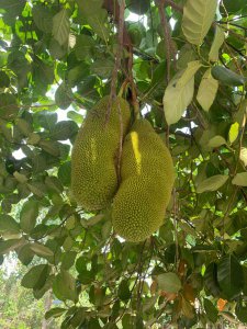 海南菠萝蜜的成熟时间 海南菠萝蜜什么时候成熟