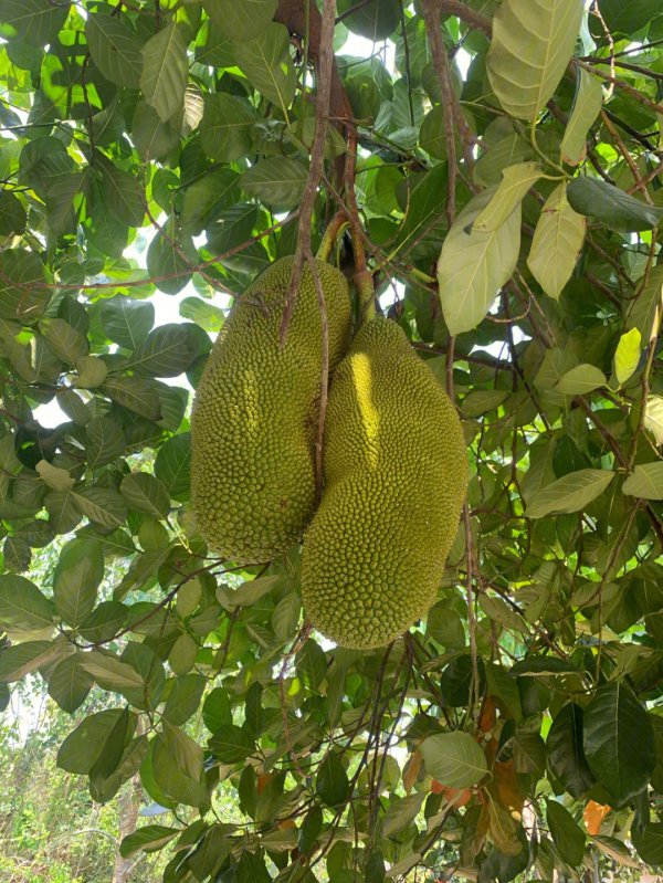 海南菠萝蜜什么时候成熟