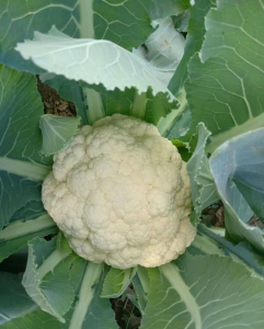 菜花什么时候成熟 菜花的成熟时间是什么时候？