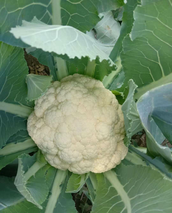 菜花什么时候成熟