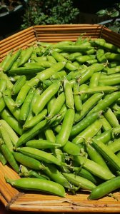 北方豌豆什么时候成熟 北方豌豆的成熟时间是什么时候？