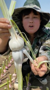 蒜头什么时候成熟 蒜头的成熟期是什么时候？
