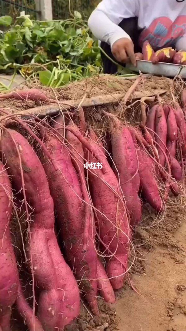 山芋什么时候成熟