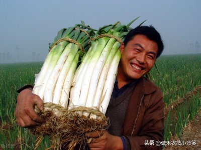 大葱什么时候成熟 大葱的成熟时间是什么时候？