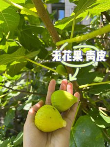 夏威夷果什么时候成熟 夏威夷果的成熟季节是什么时候？