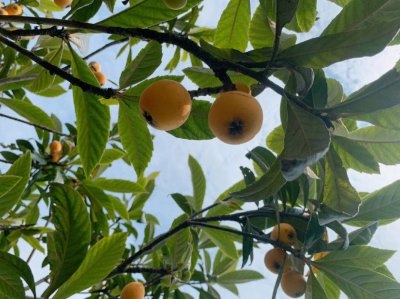 塘栖枇杷什么时候成熟 塘栖枇杷的成熟季节是何时？