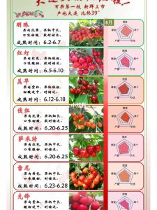 西安樱桃什么时候成熟 西安樱桃的成熟季节是什么时候？