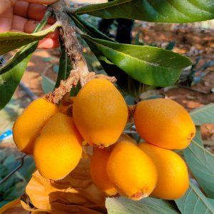 成都枇杷什么时候成熟 成都枇杷的成熟季节是何时？