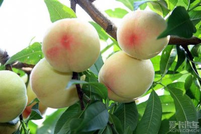 水蜜桃什么时候成熟 水蜜桃的成熟季节是什么时候？