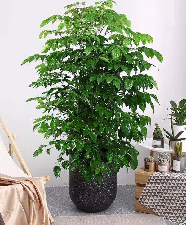 幸福树哪个品种好