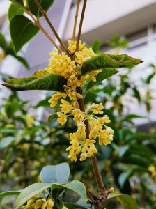 桂花哪个品种好 最佳桂花品种推荐