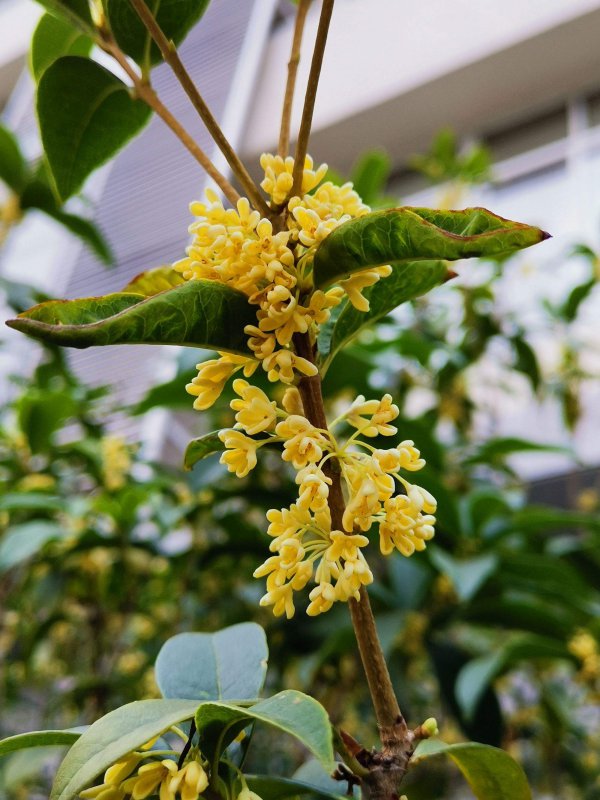 桂花哪个品种好
