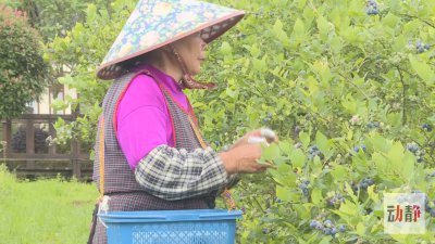 麻江蓝莓什么时候成熟 麻江蓝莓的成熟时间是什么时候？
