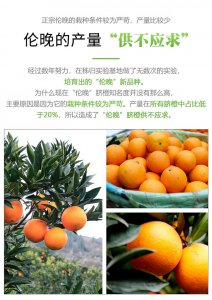 伦晚橙子什么时候成熟 伦晚橙子成熟期是什么时候？