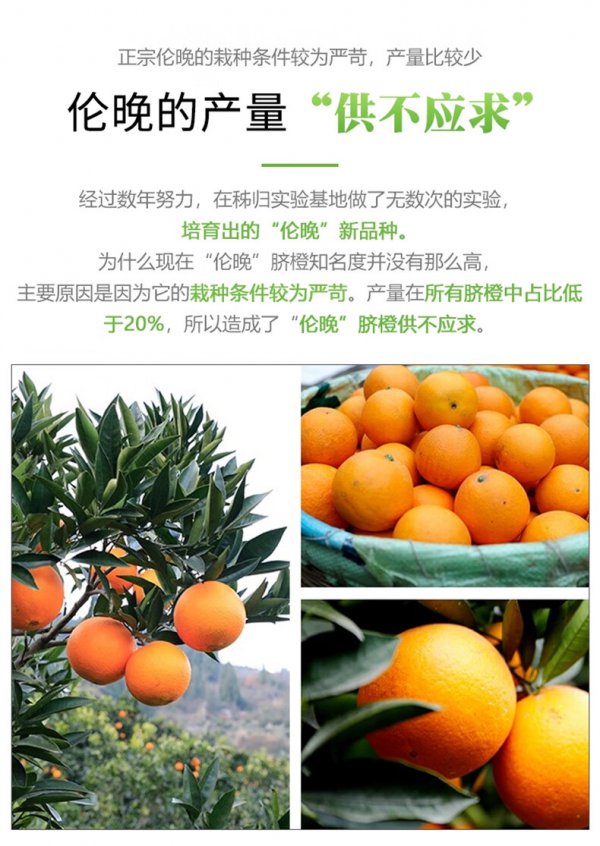 伦晚橙子什么时候成熟