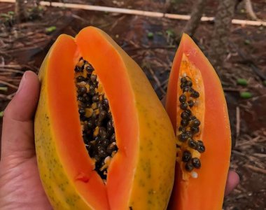 木瓜是转基因水果吗 木瓜是否为转基因水果？