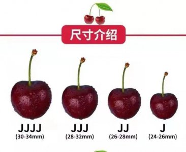 车厘子是转基因水果吗 车厘子是否为转基因水果？