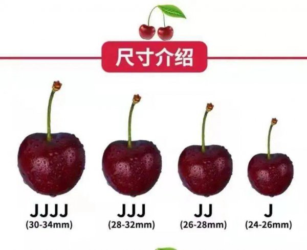 车厘子是转基因水果吗