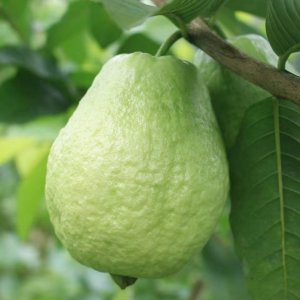 番石榴是热带水果吗 番石榴属于热带水果吗？