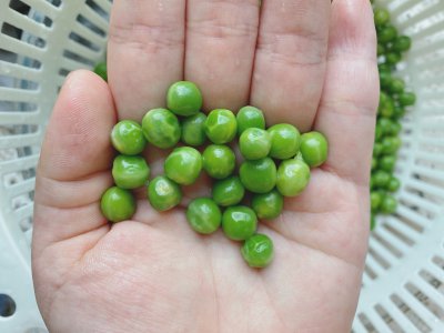 青豆的储存技巧 青豆的保存方法