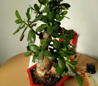 玉树安全度夏指南 玉树怎么度夏安全