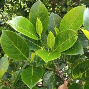 菠萝叶来源于哪种树？ 菠萝叶是什么树的叶子