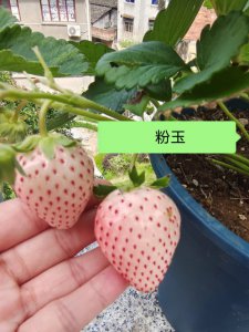 草莓怎么度夏安全 草莓夏季安全养护方法