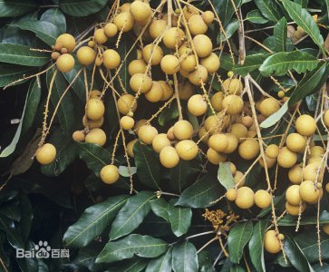 龙眼是热带水果吗 龙眼属于热带水果吗？
