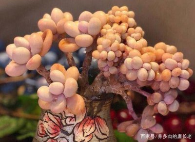 如何安全度夏多肉桃蛋 多肉桃蛋怎么度夏安全