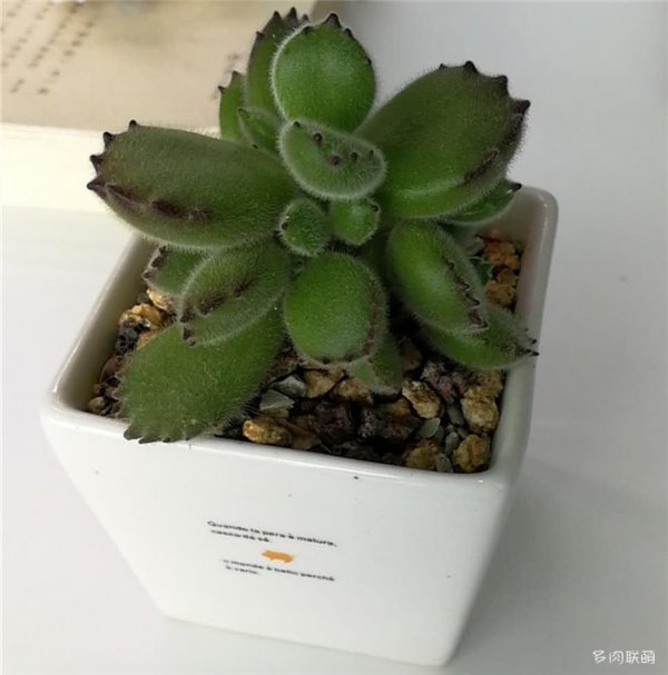 熊童子怎么度夏安全