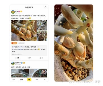 玉露怎么度夏安全 玉露夏季安全养护指南