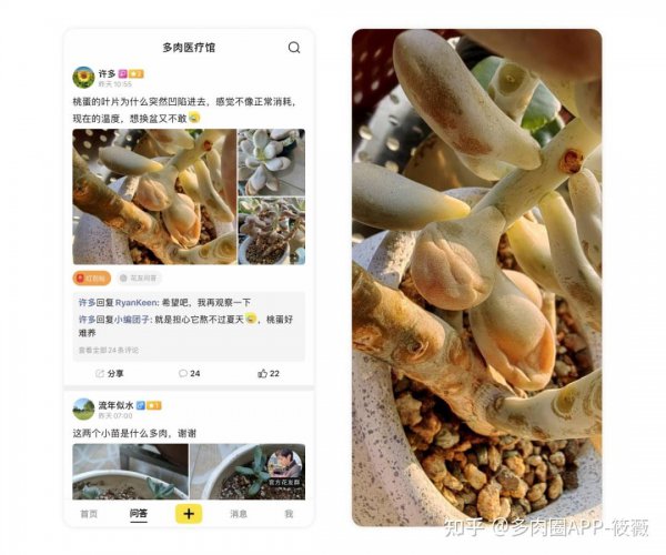 玉露怎么度夏安全